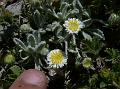 Lahaul Fleabane